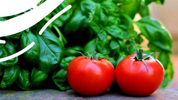 Dichiarazione Politica